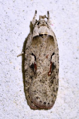 Réf. 305 349 : Agonopterix ocellana